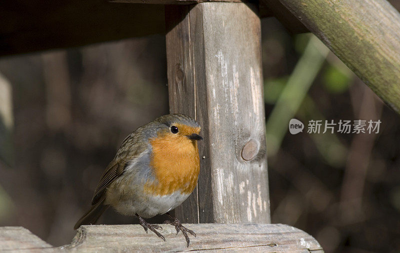 知更鸟(Erithacus Rubecula)栖息在鸟桌上